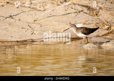 Actitis hypoleucos - Actitis hypoleucos è un uccello della famiglia degli Scolopacidae della famiglia degli Scolopacidi. Foto Stock