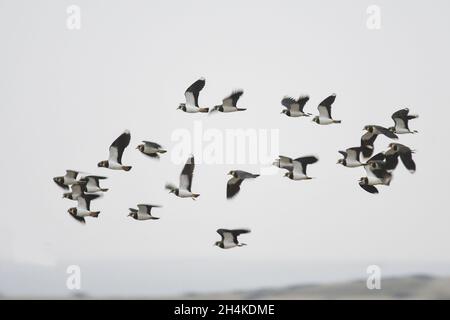 Vanellus vanellus - la Lapwing europea è una specie di uccello della famiglia dei Charadriidae. Foto Stock