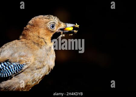 Garrulus glandarius - il gayone eurasiatico è una specie di uccello della famiglia dei corvidi. Foto Stock