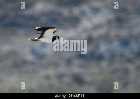 Vanellus vanellus - la Lapwing europea è una specie di uccello della famiglia dei Charadriidae. Foto Stock