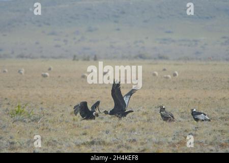 Vultur gryphus - il condor andino è una specie di uccello della famiglia Catartidae. Foto Stock