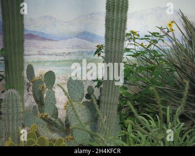 Mostra di cactus pungente con uno scenografico sfondo di montagna dipinto in una delle serre al Royal Botanic Gardens Kew, Londra. Foto Stock