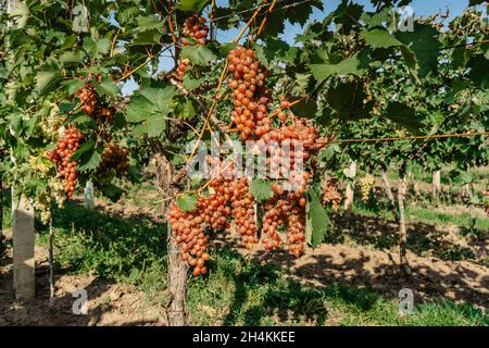 Particolare di vitigno biologico dolce succoso in autunno.primo piano di uve bianche rosa in vigneto, vendemmia concetto di vinificazione. Rami di uva fresca Foto Stock