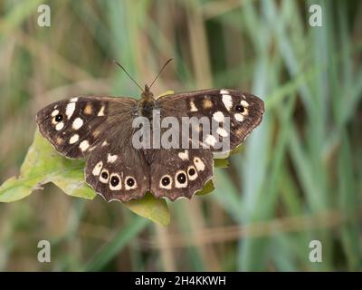 Farfalla di legno macchiata aka Pararge aegeria Foto Stock