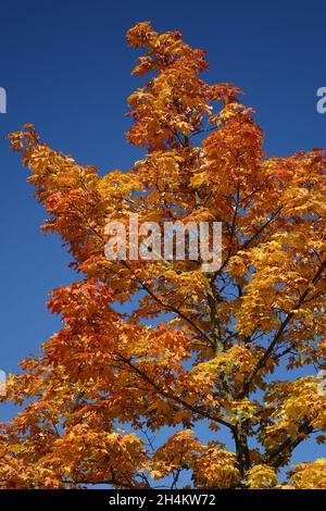Acero (Acer) con foglie rosse e gialle contro un cielo blu autunno, Oppenheim, Renania Palatinato, Germania Foto Stock
