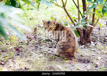 Un gatto è seduto a terra. Foto Stock