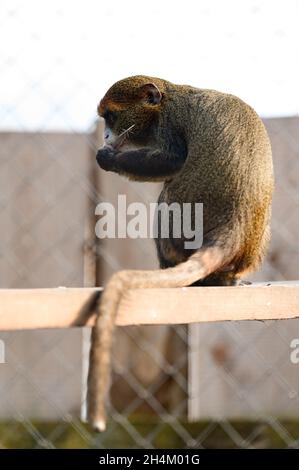 De Brazza scimmia Cercopithecus zanectus dall'Africa in cattività, falena isolata in uno zoo, uno zoo in Ucraina. Foto Stock