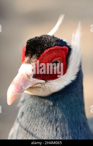 Da vicino fagiano azzurro eato, fagiano in gabbia, ornitologia e zoo, resistenza folta di uccelli blu. Foto Stock