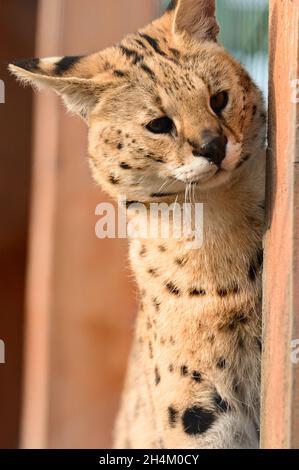 serval gatto nello zoo ucraino, una rara specie di gatti, un ritratto di un serval. Foto Stock