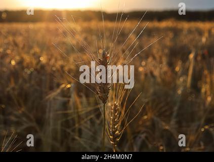Un campo di maturazione di orzo si dirige al tramonto Foto Stock