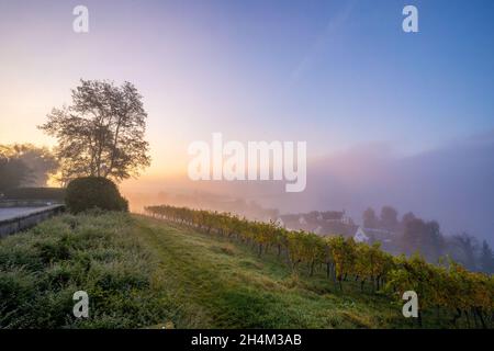 Alba a nebbia a Birnau su Bodensee, Germania Foto Stock