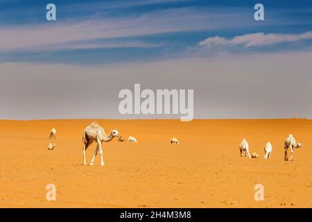 Arabia Saudita deserto foto di TARIQ-M Foto Stock