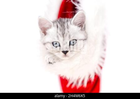Gatto di Natale piccolo curioso divertente gattino a righe in Natale rosso Santa cappello su sfondo bianco Foto Stock
