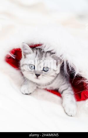Gatto di Natale piccolo curioso divertente gattino a righe in Natale rosso Santa cappello su sfondo bianco Foto Stock
