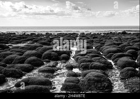 Sassi, o pietre disposte in linee rette coperte di cozze e granai a Hunstanton Beach, Norfolk Foto Stock