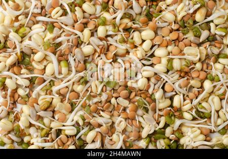 Mix di germinati vari germinati germogli come sfondo o texture Foto Stock