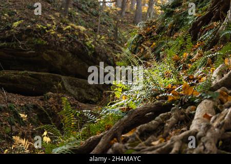 Fern crescente da radici di albero sulla parete del canyon Foto Stock