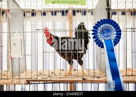 Una bella gallina a chiazze in mostra in uno spettacolo di campagna. Foto Stock