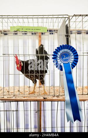 Una bella gallina a chiazze in mostra in uno spettacolo di campagna. Foto Stock