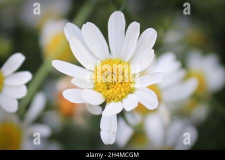 Macro di Chamomile senza paura una specie invasiva Foto Stock