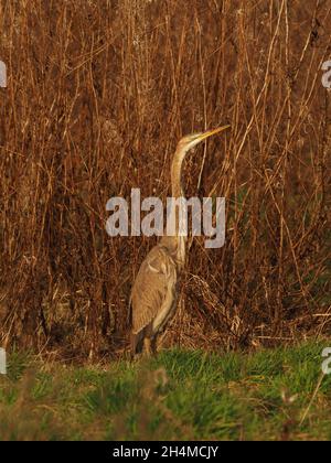 Questo giovane / sub adulto airone viola è rimasto all'interno di un campo di prateria ruvida che si nutriva di volate di campo all'inizio dell'autunno nel Regno Unito Foto Stock