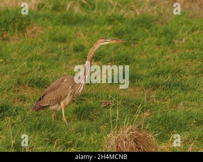 Questo giovane / sub adulto airone viola è rimasto all'interno di un campo di prateria ruvida che si nutriva di volate di campo all'inizio dell'autunno nel Regno Unito Foto Stock