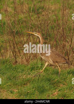 Questo giovane / sub adulto airone viola è rimasto all'interno di un campo di prateria ruvida che si nutriva di volate di campo all'inizio dell'autunno nel Regno Unito Foto Stock