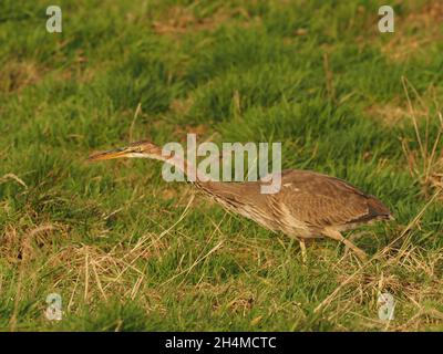 Questo giovane / sub adulto airone viola è rimasto all'interno di un campo di prateria ruvida che si nutriva di volate di campo all'inizio dell'autunno nel Regno Unito Foto Stock