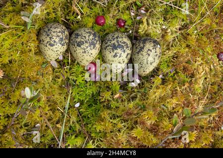 Nido (uova) di godwit dalla coda nera (Limosa limosa) su palude mesotropica. Dimostrazione scientifica della deposizione delle uova per studiare la variabilità delle uova Foto Stock