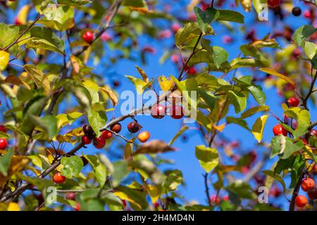 Mele selvatiche. Colori autunnali distinti di foglie su un albero di mele selvatiche Foto Stock