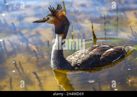 Grande-crested grebe (Podiceps cristatus) in piombatura di allevamento su un lago di sorgente Foto Stock