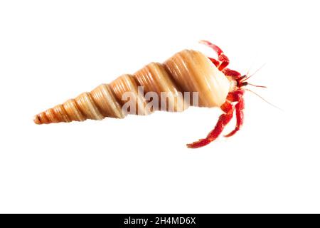 Eremita o granchio diogenes su sfondo bianco isolato Foto Stock