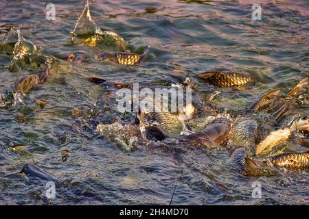 Le carpe cinesi (Ctenopharyngodon idella) sono allevate negli stagni del sud-est asiatico. Questi pesci reagiscono vividamente all'alimentazione, stabilimento di pesci dello stagno. Pesce gatto Foto Stock