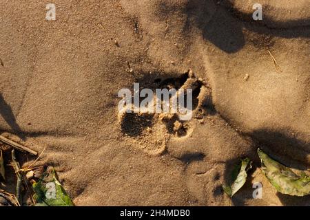 L'impronta della zampa del cane sulla sabbia di mare pallido e distintamente gialla. Verde, foglie d'autunno vecchio sui bordi. Il sole splende nella sabbia. I grani Foto Stock