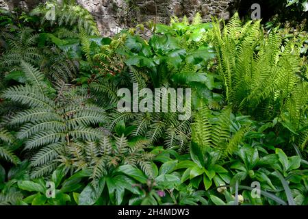 woodland Garden, fogliame, foglie, verde, Cardiocrinum giganteum, giganti giglio Himalayan, Woodwardia fimbriata, felce a catena gigante, hellebore, helleboro, ombra, shad Foto Stock