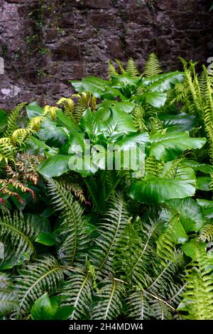 woodland Garden, fogliame, foglie, verde, Cardiocrinum giganteum, giganti giglio Himalayan, Woodwardia fimbriata, felce a catena gigante, hellebore, helleboro, ombra, shad Foto Stock