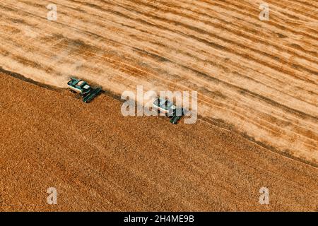 Raccolta di grano in estate. Due raccoglitrici che lavorano sul campo. Macchina agricola della trebbiatrice mietitrebbia che raccoglie grano o segala dorati maturi sul campo. Vista dall'alto. Spazio di copia Foto Stock