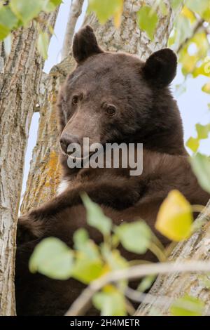Nord America; Stati Uniti; Montana; Wildlife; American Black Bear; Ursus americanus; Estate Foto Stock