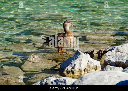 Un'anatra in piedi nelle acque turchesi del lago Eibsee ai piedi della montagna Zugspitze in Baviera (Germania) Foto Stock