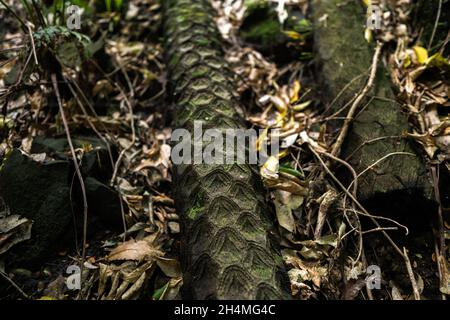 Felci di alberi neri che crescono nella foresta pluviale vicino Rotorua, Nuova Zelanda Foto Stock