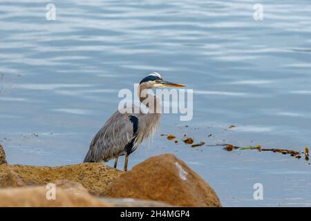 Great Blue Heron sulla spiaggia con sfondo blu chiaro dell'oceano. Morro Bay, California Foto Stock