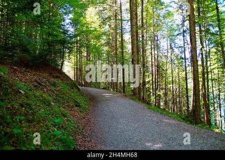 Alti alberi verdi nella foresta vicino al lago Eibsee a Garmisch-Partenkirchen ai piedi del monte Zugspitze (Germania) Foto Stock