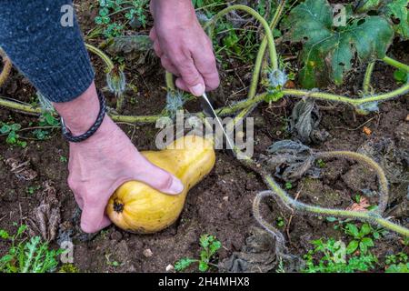 Donna che raccoglie una zucca di butternut, Cucurbita moschata, che cresce nel suo allotment o orto. Foto Stock