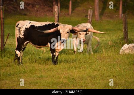 Due mucche di longhorn al pascolo bianche e nere nelle prime ore del mattino. Foto Stock