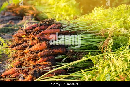 Un mucchio di carote appena raccolte si trova sul campo in una giornata di sole. Vegetali biologici raccolti. Agricoltura e agricoltura. Lavori stagionali. Selettivo foc Foto Stock