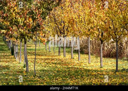 Idilliaco paesaggio autunnale con file di albicocche allineate Foto Stock