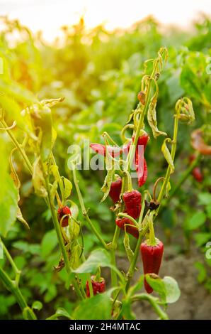 Nel campo cresce peperone rosso appassito secco. Malattia vegetale. Riscaldamento globale e raccolto povero. Attività agroalimentare. Coltivando vegetali organici. Agric Foto Stock