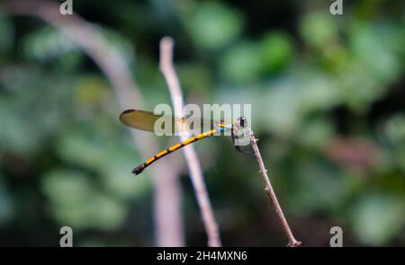 Una libellula vicino a Windin Falls, Queensland, Australia Foto Stock