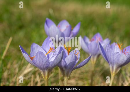 Primo piano di Biebersteins crocus (crocus speciosus) fiori in fiore Foto Stock