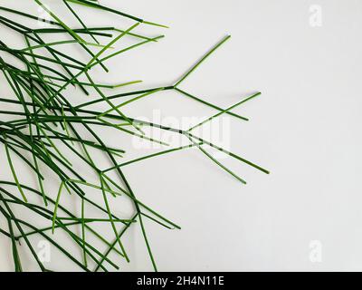 Primo piano di Rhipsalis succulente fioritura foglie di piante verdi isolate su sfondo bianco Foto Stock